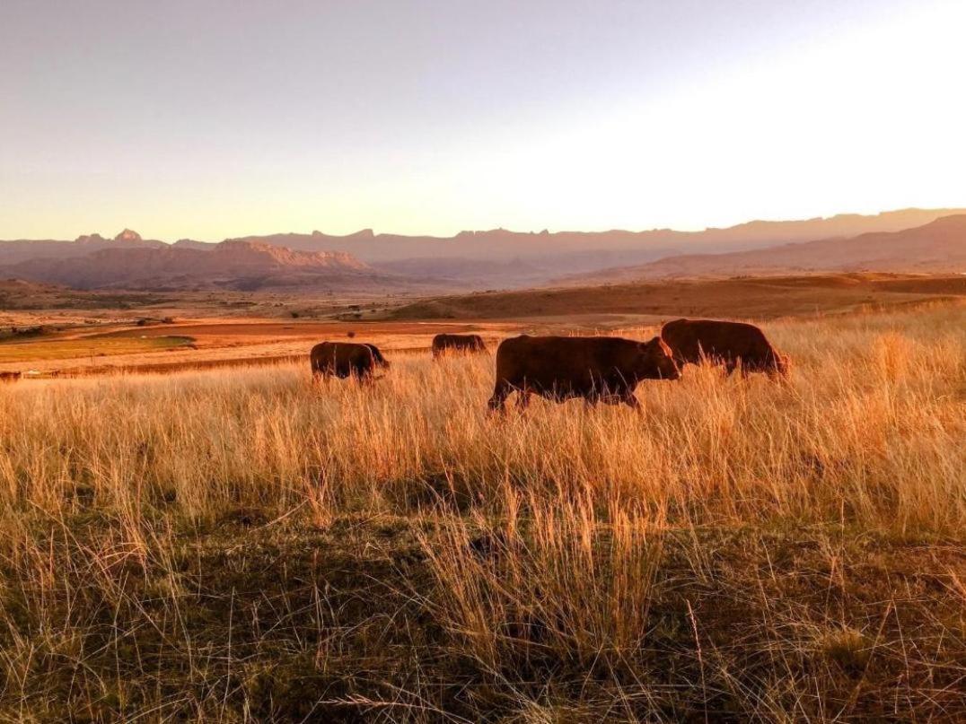 Kezlyn Farm Cottages Bergville Buitenkant foto